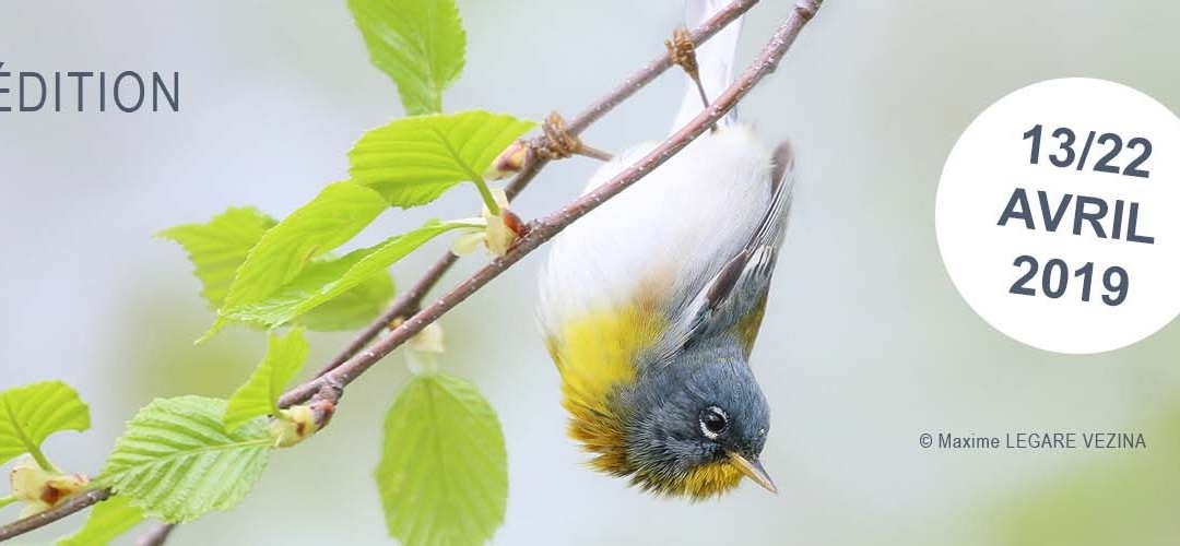 29e édition du Festival de l’Oiseau et de la Nature en Baie de Somme 13 au 22 avril 2019