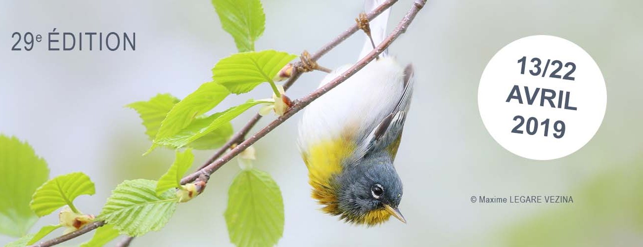 29e édition du Festival de l’Oiseau et de la Nature en Baie de Somme 13 au 22 avril 2019